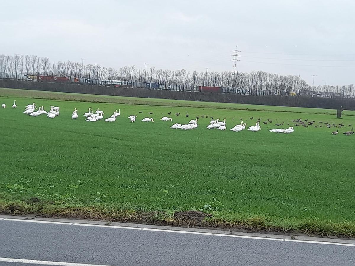De Achtertuin Lejlighed Maasmechelen Eksteriør billede